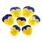 Виола обезвоженная Cat's eyes - Глаза кошки плоская (5 шт/уп)