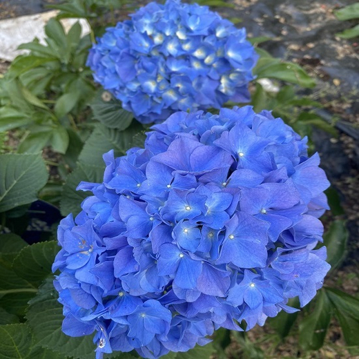 Гортензия крупнолистная Форевер энд Эвер Блю С2 Закупка М31 апрель 2026