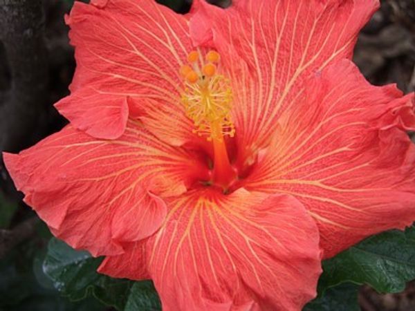 Bud Parfums Ooh La La