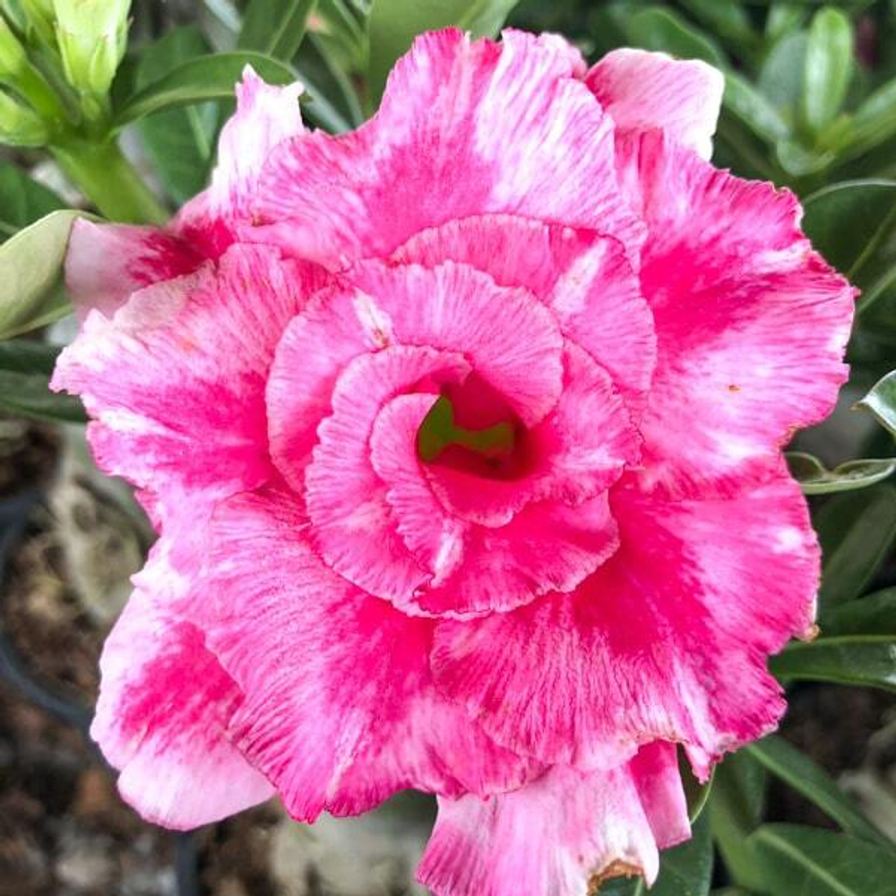 Адениум обесум GEVARIN