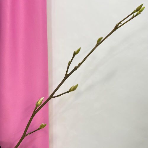 Цветущая магнолия