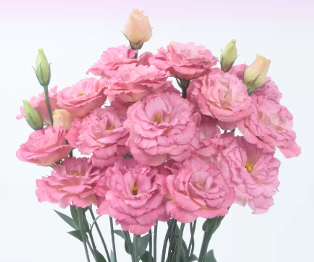 Эустома Аюбе Коктейль Шампань Aube Coctale Champaine сеянец начало февраля