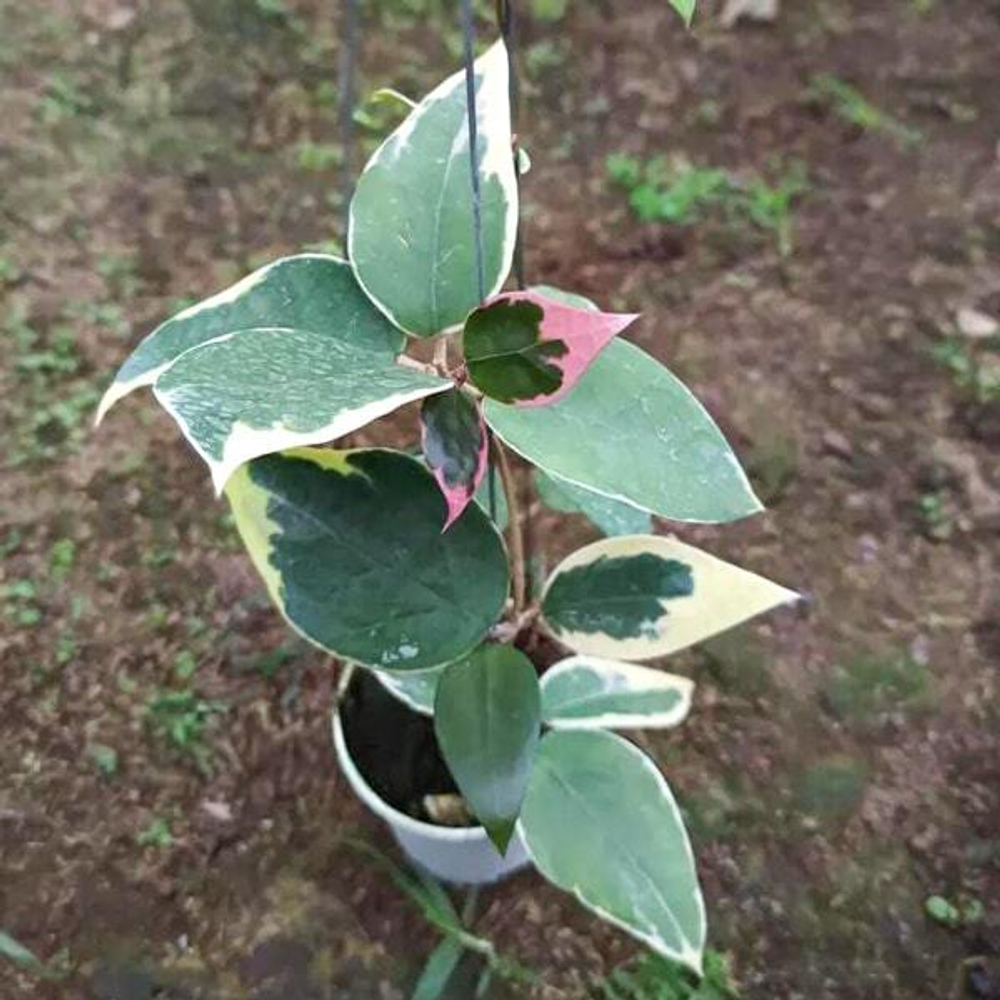 Хойя VERTICILLATA PANGLAI WEST JAVA