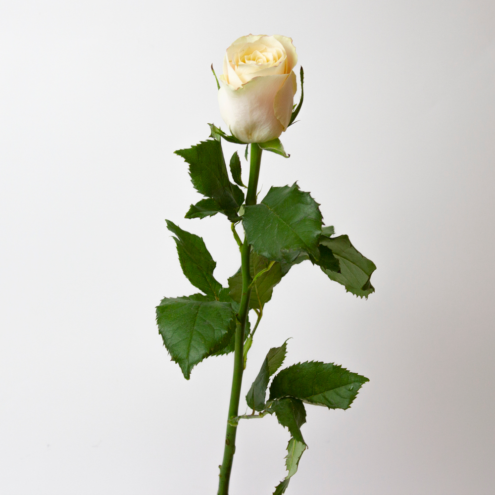 Роза Кения Шармант