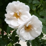 Роза плетистая "White Sunrise"