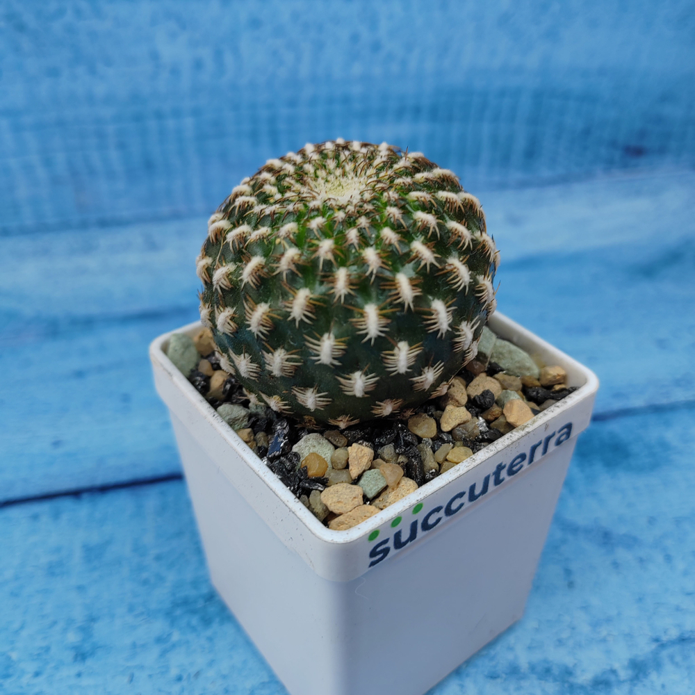 Sulcorebutia Arenacea (Сулькоребуция)