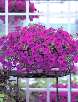 Петуния ампельная Опера Парпл F1 (50др) Витагрин Профи