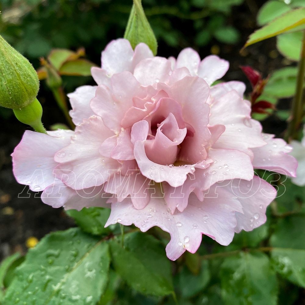 Кутюр Роз Тилия (Couture Rose Tilia)