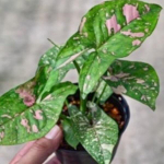 Сингониум PINK SPLASH ALLUSION