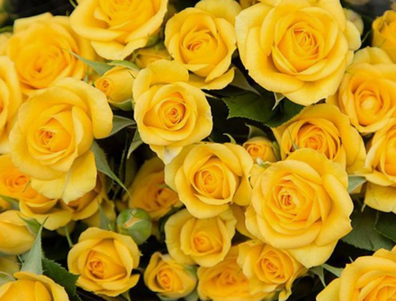 Роза спрей Еллоу Бейби ОКС конец апреля -май 2026