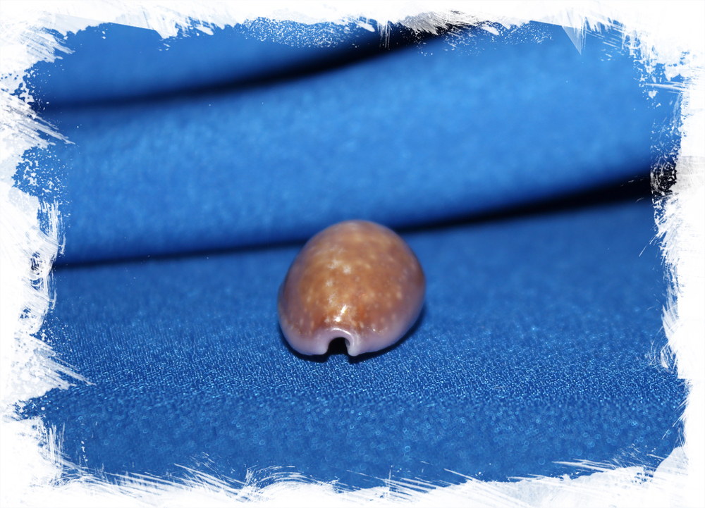 Ципрея порария (Erosaria poraria)