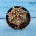 Gymnocalycium T-Rex Pink hybride (Гимнокалициум T-rex)