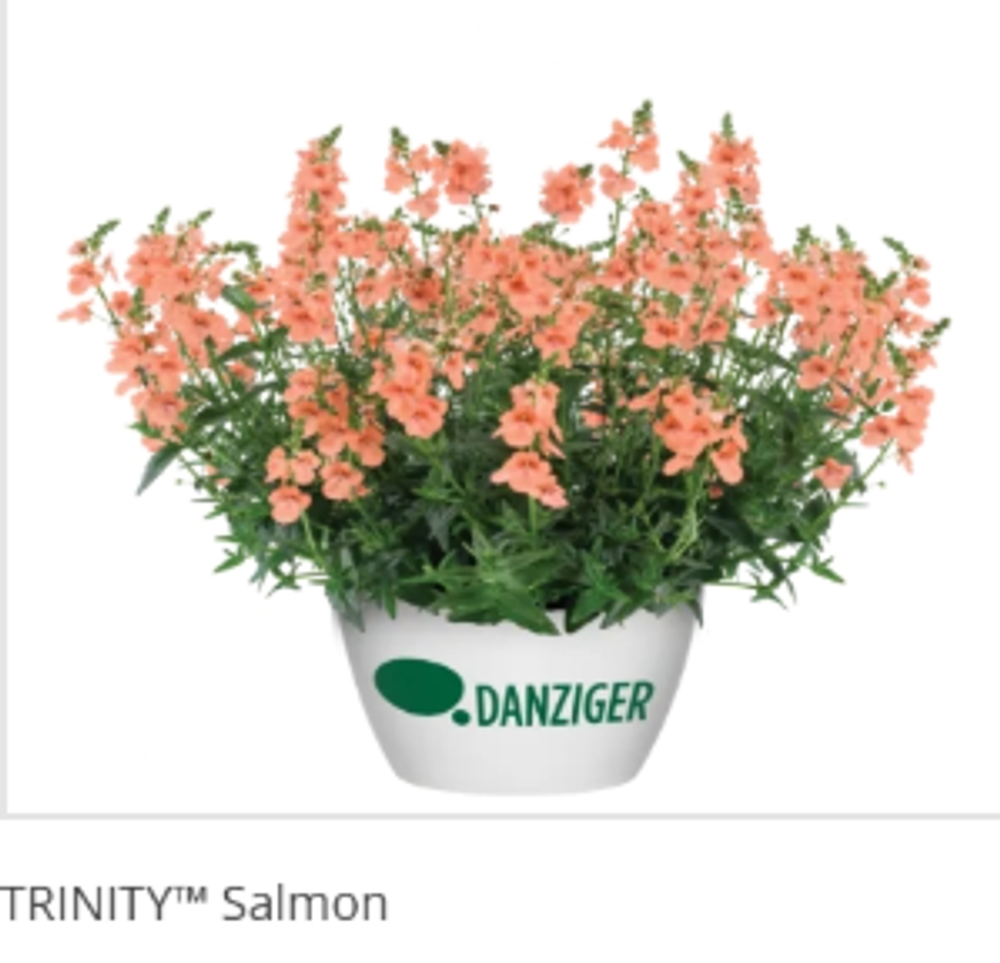 ЕВРО Диасция Trinity Salmon укорененный ЕВРО черенок НАЧАЛО ЯНВАРЯ поставка 5
