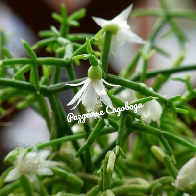 Рипсалис волосовидный