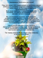 Колеус Золотой Анемон