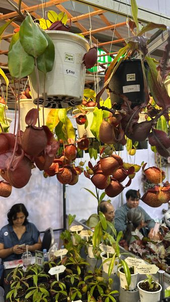 Минизарисовка с выставки с непентесами