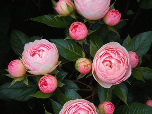 Роза Лавли Рококо С4 Закупка М16 июнь 2026