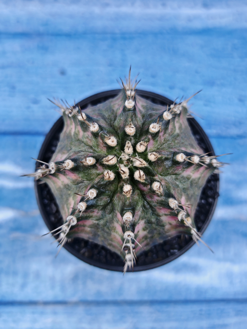 Gymnocalycium T-Rex Pink hybride (Гимнокалициум T-rex)