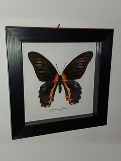 Бабочка Papilio rumanzovia самка в рамке