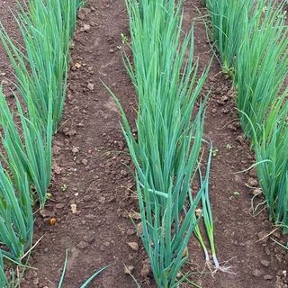 Лук батун Лонг Токио  ( 1 кг)