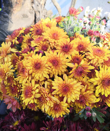 Хризантема шаровидная № 102