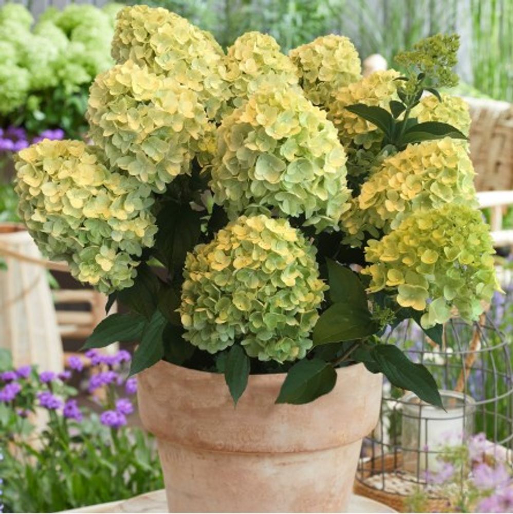 Гортензия метельчатая Гарденлайт Лемонлайт (3/4 ветки) Закупка М59 апрель 2026