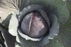 РАНЧЕРО F1 семена капусты краснокочанной (Bejo | Alexagro)