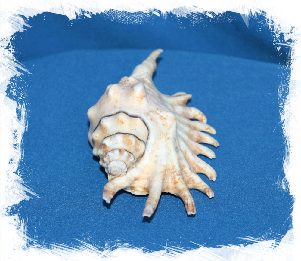 Ламбис Миллепеда, 10-12см, 1шт