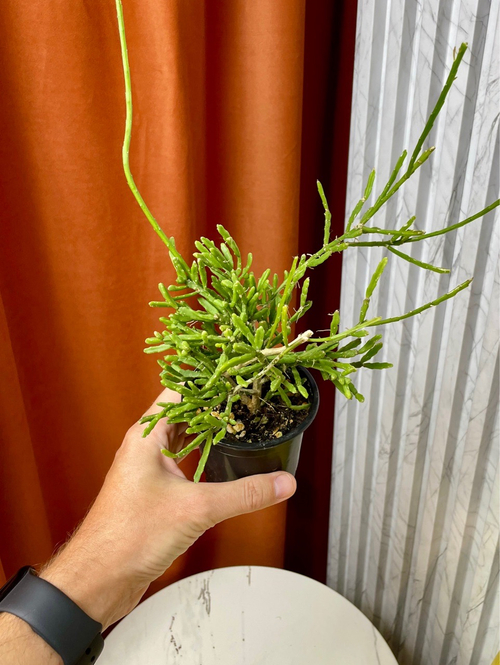 Рипсалис Евалдиана, D9см Н20см, 1шт, Urban Jungle