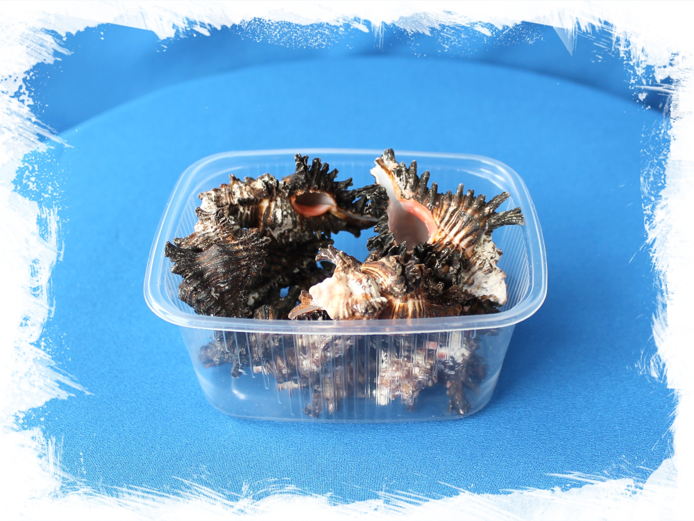 Чикореус Бруннеус, 4-6см, 100гр, 6шт