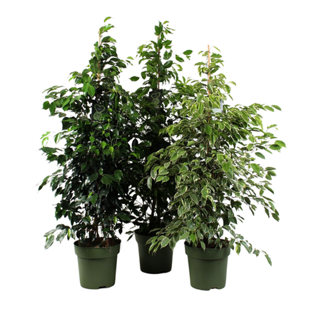 Фикус Бенджамин (MIX)