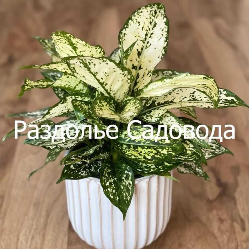 Аглаонема Сноуфлейк