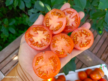 Принцесса Катя сорт томата
