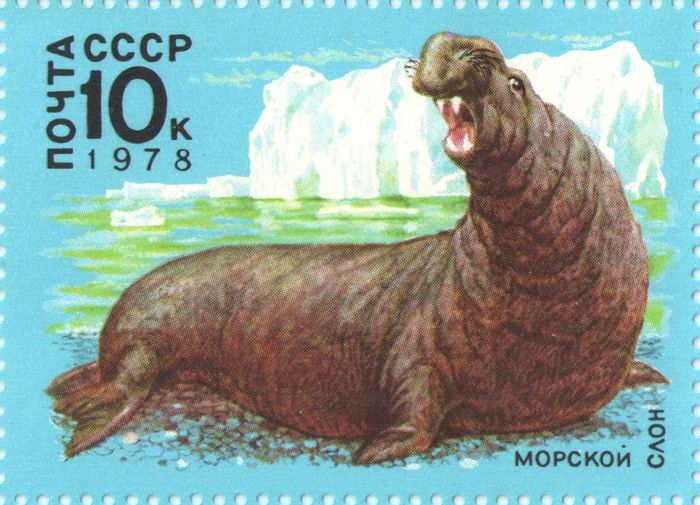 Марка 10 копеек 1978 «Морской слон»