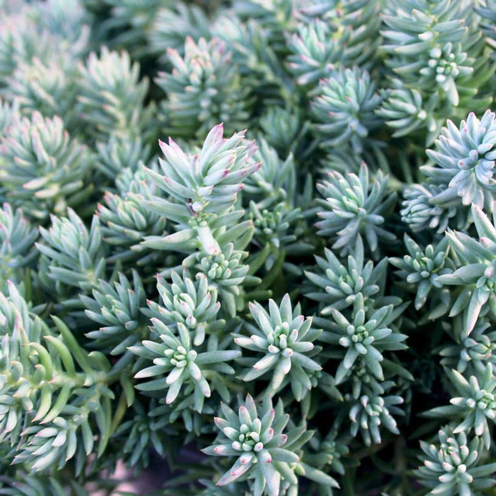 Седум (Sedum) reflexum Blue Forest