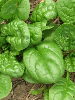 Семена Шпинат Матадор