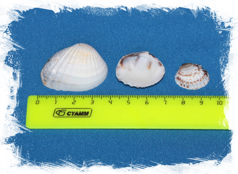 Ракушки Кардиум, 2-4см, 100гр, 30шт