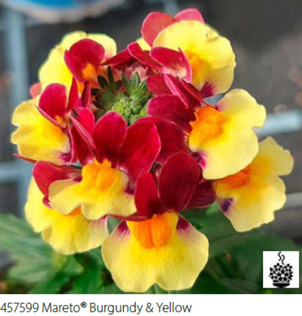 ЕВРО Немезия Mareto Burgundy Yellow укорененный черенок ОКС февраль 26 Volmary