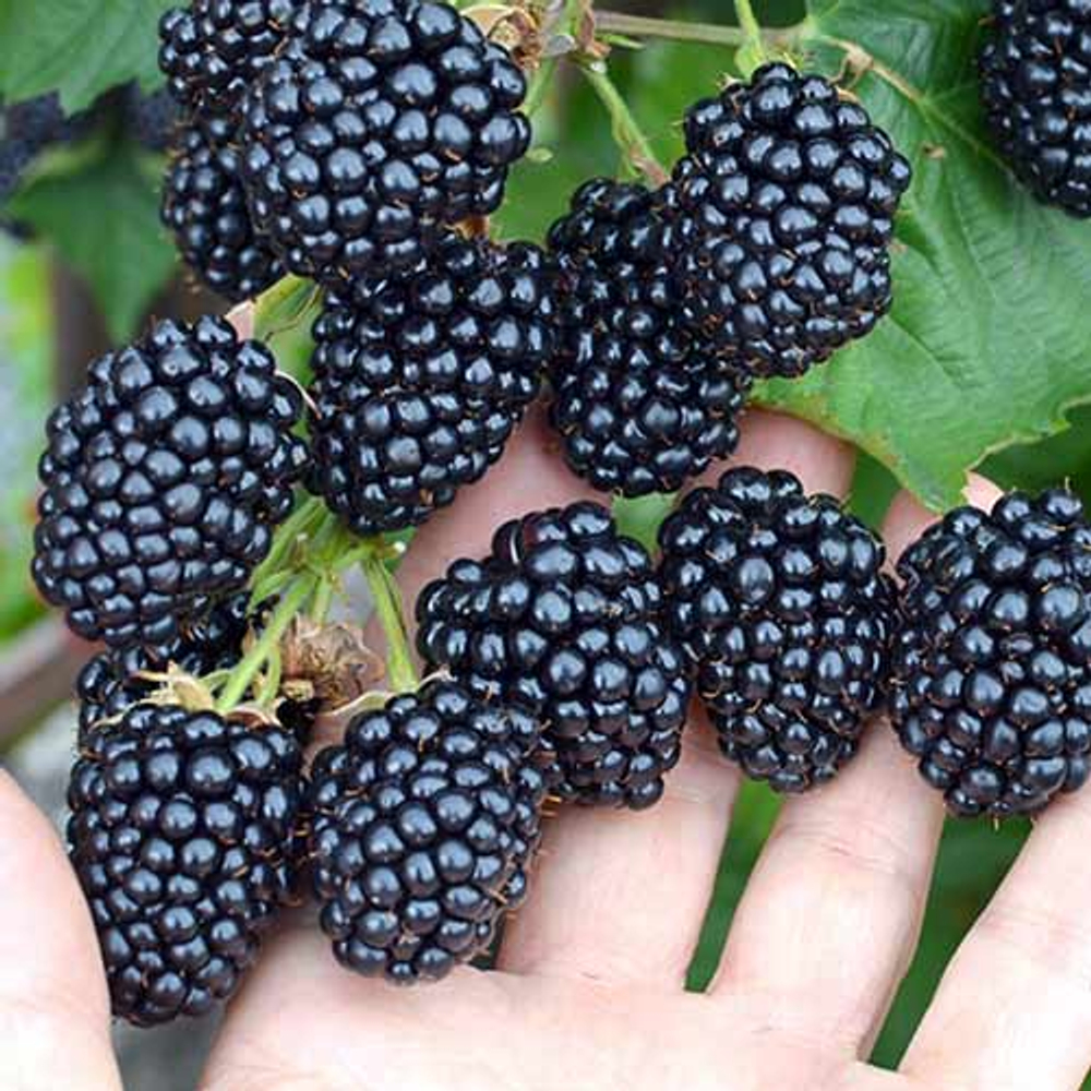 Ежевика "ЧЕСТЕР"