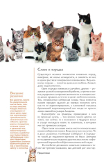 Кошки