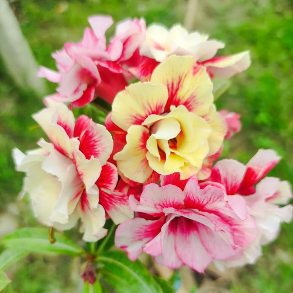 Адениум обесум 374