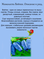 Жимолость Войтек съедобная вкусная
