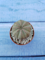 Euphoria Obesa (Эуфорбия)