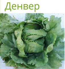 Денвер семена салата кочанного маслянистого (Seminis / Семинис)