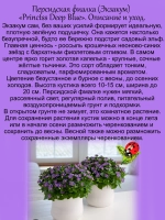 Персидская фиалка Экзакум Принцесса в темно синем
