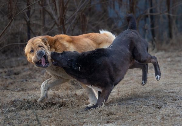 «Культиваторы» на участке.