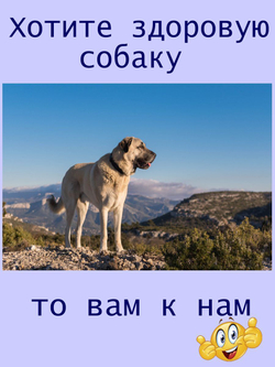 витамины  для собак мелких  и крупных пород
