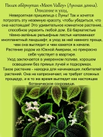 Пилея обёрнутая Лунная долина