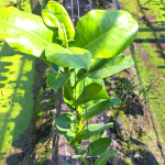 Хойя OBTUSIFOLIA