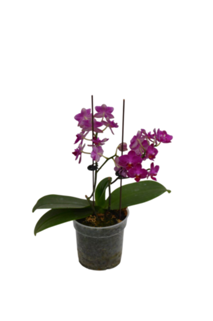 Фаленопсис д.9